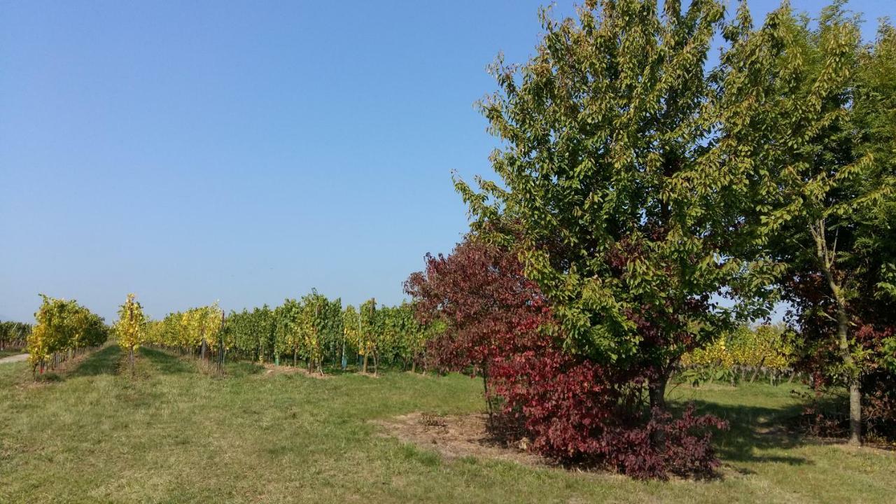 Gite le piémont des Vosges Stotzheim Esterno foto